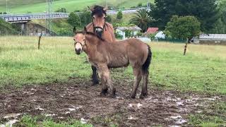Yeguas Asturias Yeguas Hispano bretonas Cheval bretón 2021