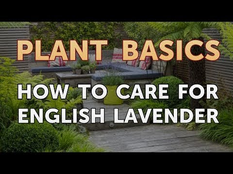 Comment prendre soin de lavande anglaise