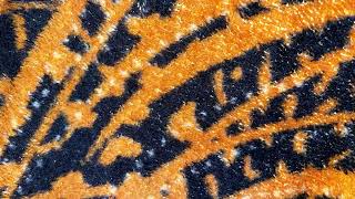 Textura Abstrata Preto e Laranja 🔥 | Fundo Visual Artístico e Ousado para Projetos Criativos