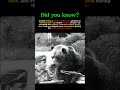 Wojtek, the Soldier Bear Who Fought in World War II