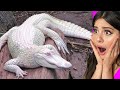 SUPER RARE ALBINO ANIMALS that actually exist