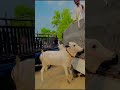 Unveiling the Power of Fatehjangi Bulls | Incredible Cow Videos