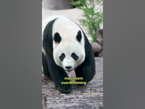 How much pandas POOP #shorts - YouTube