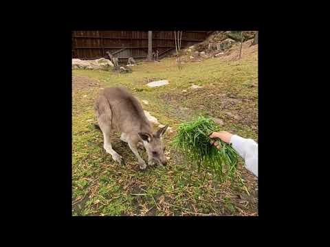 Video: Hvor Mye Veier En Nyfødt Kenguru?