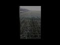 Результат посева сеялкой Great Plains 2N-3010NT по No-Till