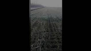 Результат посева сеялкой Great Plains 2N-3010NT по No-Till