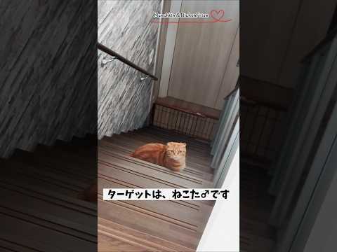 【マンチカン＆ビションフリーゼ】同居猫と遊びたくて待ち伏せするもふ犬 【犬と猫、両方飼ってると毎日かわいい♥】