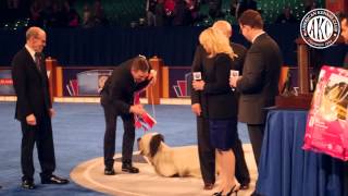 Skye Terrier 'Charlie' Wins Best In Show At AENC 2014