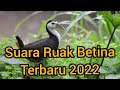 Suara Ruak Betina 2022