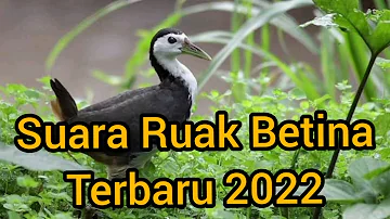 Suara Ruak Betina 2022