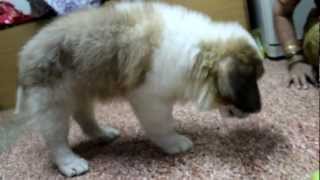 Romeo's Playtime..... :))