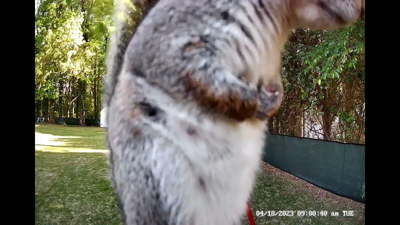 Protesting Squirrel Chattering squirrel wildlife nature YouTube