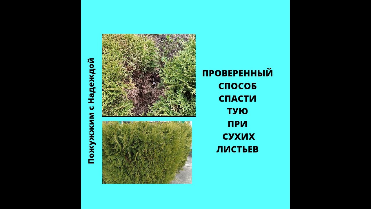 Как восстановить тую после. Туя желтеет. Туя почернела после зимы. Спасение туи после зимы до и после. Туя после стрижки.