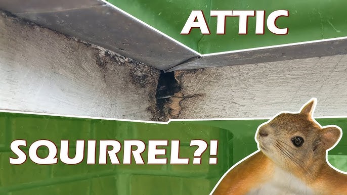 How to Get Rid of Squirrels in Your Attic, Amco Ranger Termite & Pest  Solutions