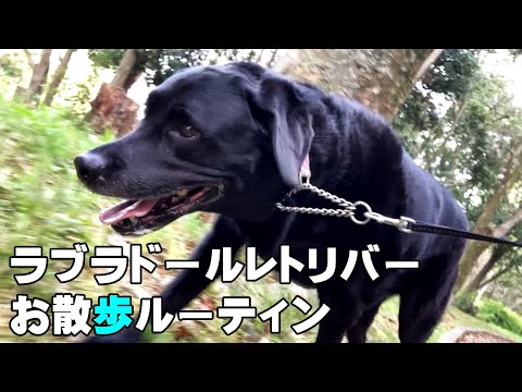 ラブラドールレトリバー多頭飼い散歩ルーティン【犬を飼う方必見】
