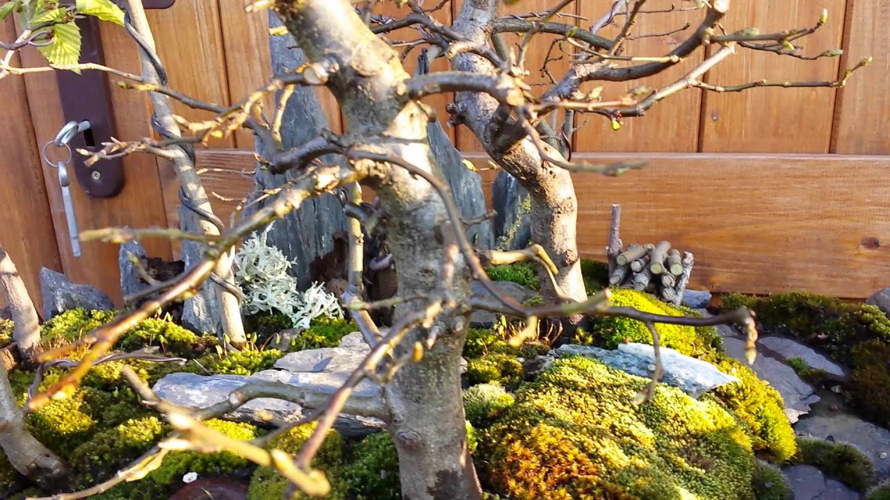 Bonsaï Construction d'une Forêt de Charmes sur Lauze (ardoise) YouTube