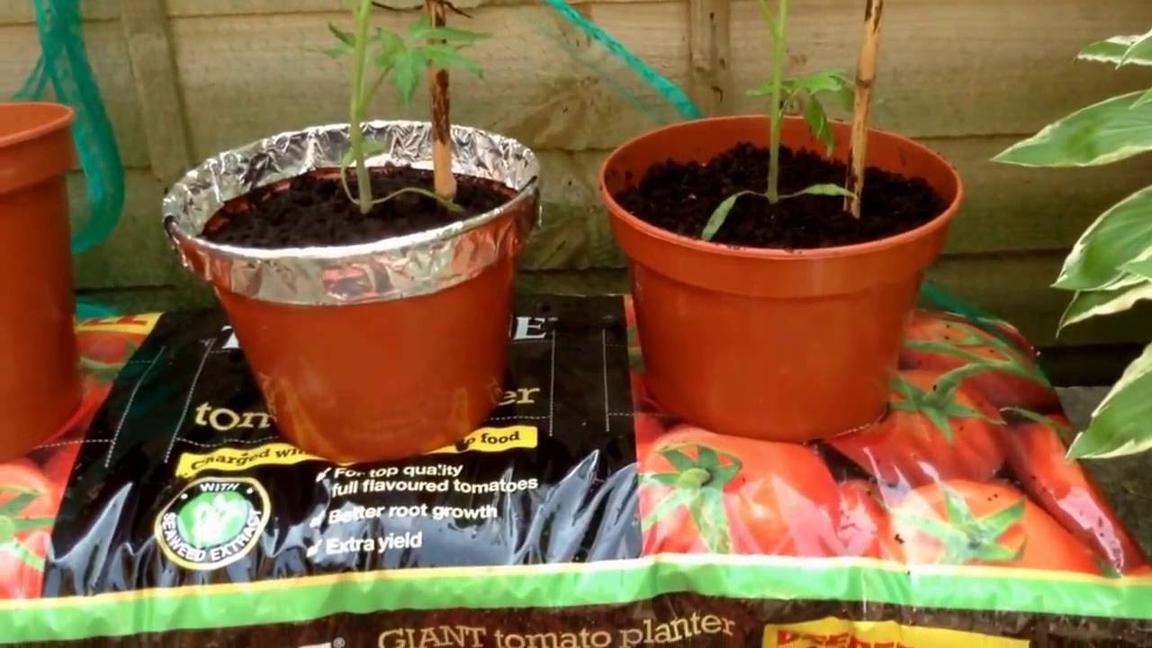 Growing tomato plants in grow bag easy instructions