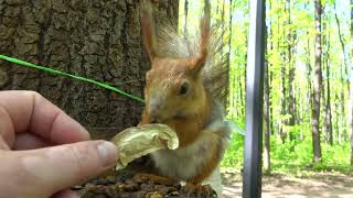 Знакомая кормящая белка / A familiar nursing squirrel