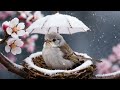 Calming Light Music for Stress Relief | Peaceful Sounds to Unwind & Adorable Birds to Heal You
