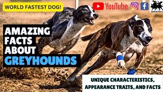 Facts About Greyhound Dogs | Fastest Dog In The World 2023 | Greyhound Dogs Facts, Traits and More