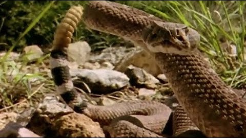 Leopard vs Big Python Snake Real Fight   Leopard