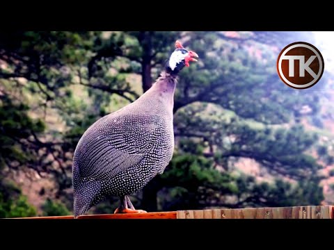 Video: Bolehkah ayam belanda liar terbang?
