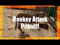 Donkey Attacks Pit Bull Chocolate Lab Dog! Unedited