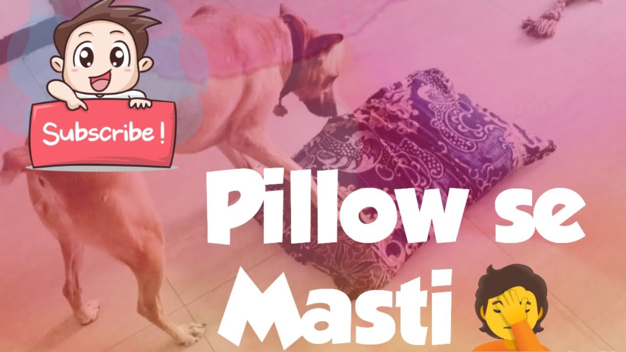 Pillow se masti| Masti time for Shona| Dogs video|Fun time