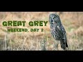 Wild Great Grey Owl - Bird photography weekend - Day 2