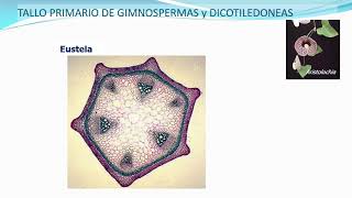 Tema 15. Estructura primaria de tallo en Helechos, Gimnospermas y Angiospermas