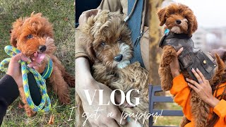 VLOG : I got a PUPPY! The first month with my F1B Cavapoo puppy