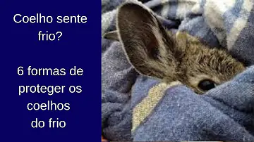 Como esquentar o coelho no frio?