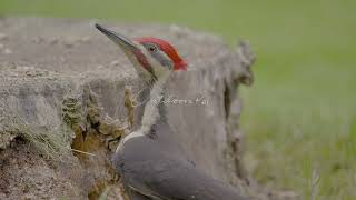 Pileated WoodPecker Pecking on Rotten Stump