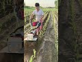 #MiniTiller #SmallGasolineTillerWeederTrencher #multifunctional #agriculture #mini #tiller #shorts