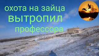 охота на зайца. открытие сезона