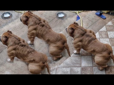 Dünyanın En KASLI 10 Köpeği.. Görünce Bile Ürkütüyor.