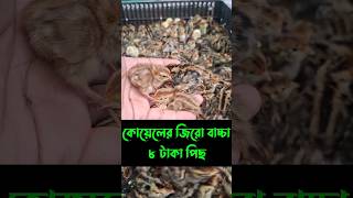 আগামিকাল ২০০০ পিছ কোয়েলের জিরো বাচ্চা স্টকে আছে
