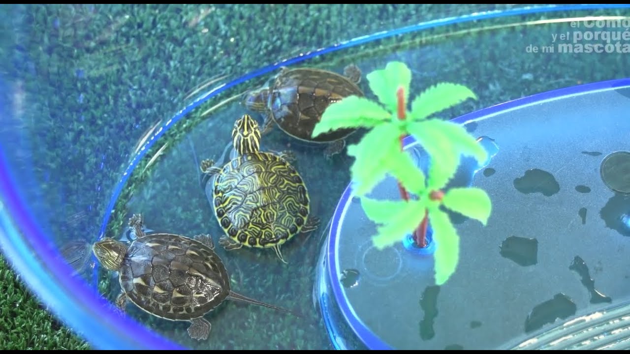 TURTLES: Taking care of a water turtles