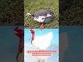 A hybrid of Naked Neck Chicken and Guinea Chicken #hybrid #chicken