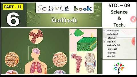 std 9 science Ch 6 - 11 | પેશીઓ | std 9 science in Gujarati | tissues