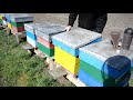 Як розвивається Українська Степова порода бджіл весною
