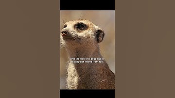 Mongoose Safety Awareness#wildlife #animals #shorts #video