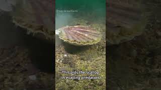 This Shell Can Swim!