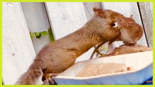 Rare fight between squirrels & the rat