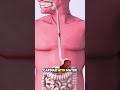 Wireless Capsule Endoscopy Procedure 3D Animation#gastroenterology #medicalanimation #3danimation