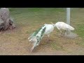 beautiful peacocks and beautiful pets in zoo