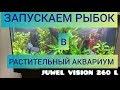 Запускаем рыбок в растительный аквариум Juwel vision 260 литров. Выпуск 9.