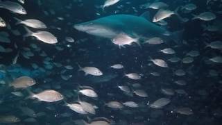 Three Sharks and a Toilet on the Aeolis