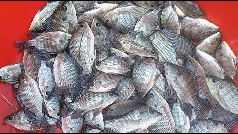 Câu Cá Rô Phi Tự Nhiên Bằng Mồi Trùn Giật Mọi Tay Luôn