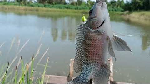 Câu Cá Rô Phi Tự Nhiên Bằng Mồi Trùn Giật Mọi Tay Luôn